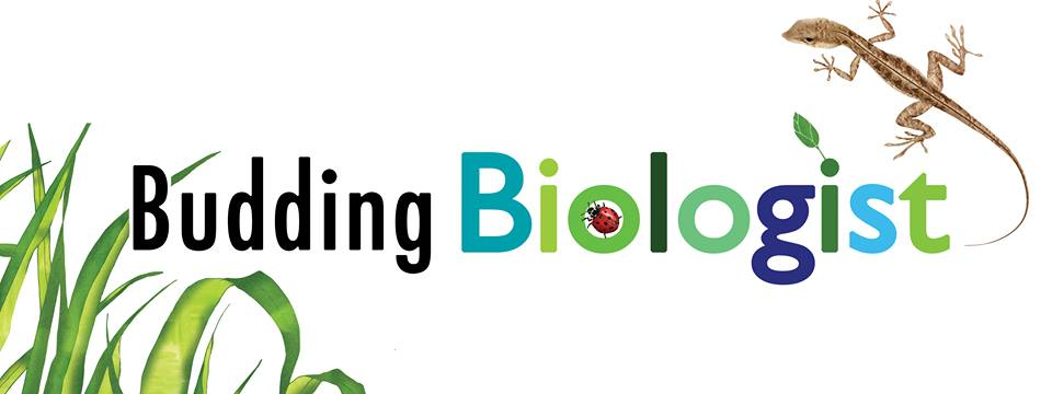 Budding Bioligist